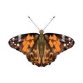 Butterfly Painted lady or Vanessa Cardui isolated on white background.